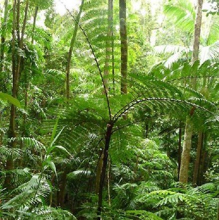 Schlanke Baumfarn (Cyathea robertsiana)