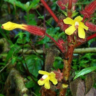 Wercklea (Wercklea ferox)