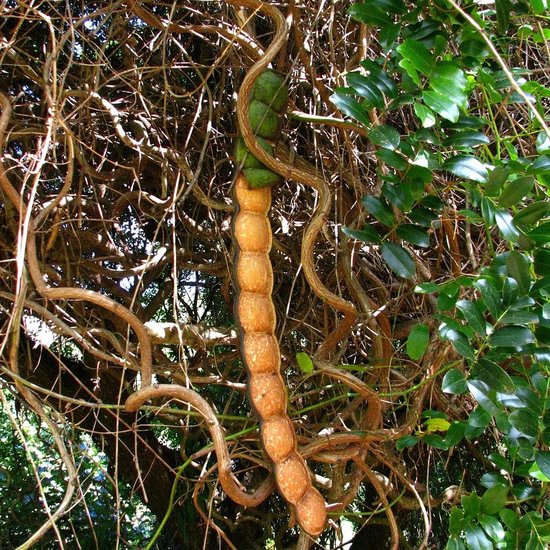 Meeresherz (Entada gigas)