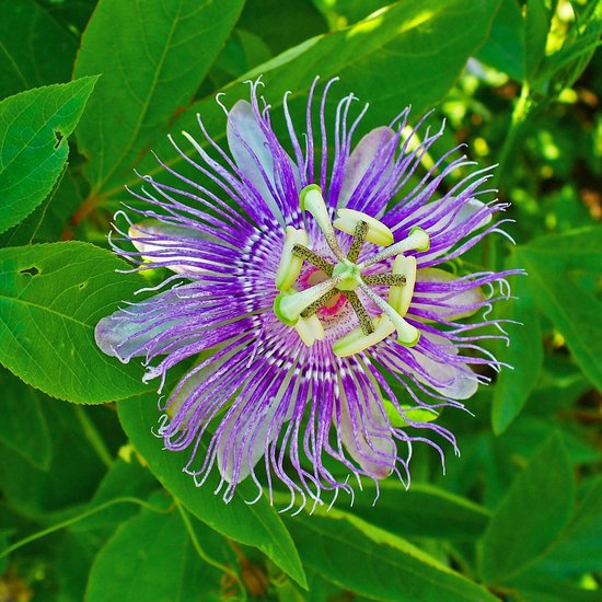 Maypop Passionsblume (Passiflora incarnata)