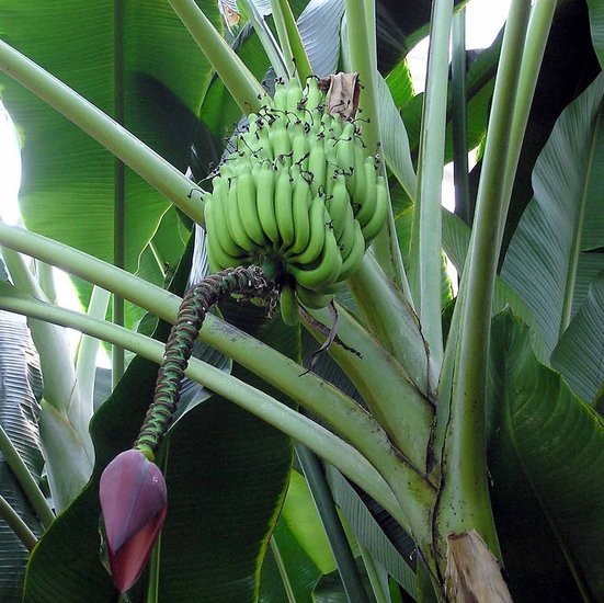 S&uuml;&szlig;e Wildbanane (Musa balbisiana)