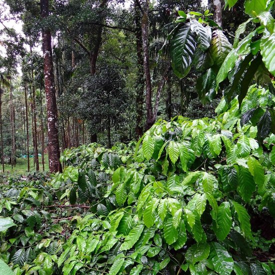 Robusta-Kaffee (Coffea canephora)
