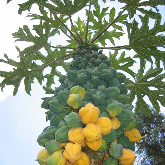 Bergpapaya (Carica pubescens)