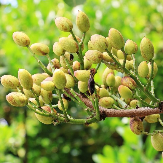 Pistazie (Pistacia vera)