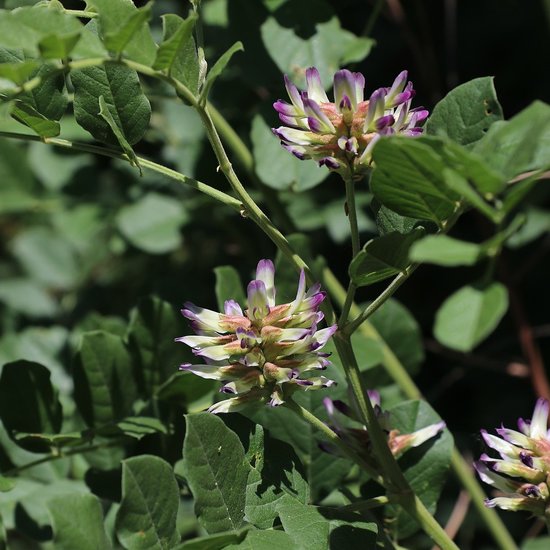 Chinesischer S&uuml;&szlig;holz (Glycyrrhiza uralensis)