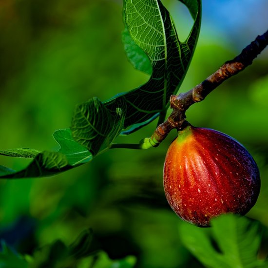 Feige (Ficus carica)