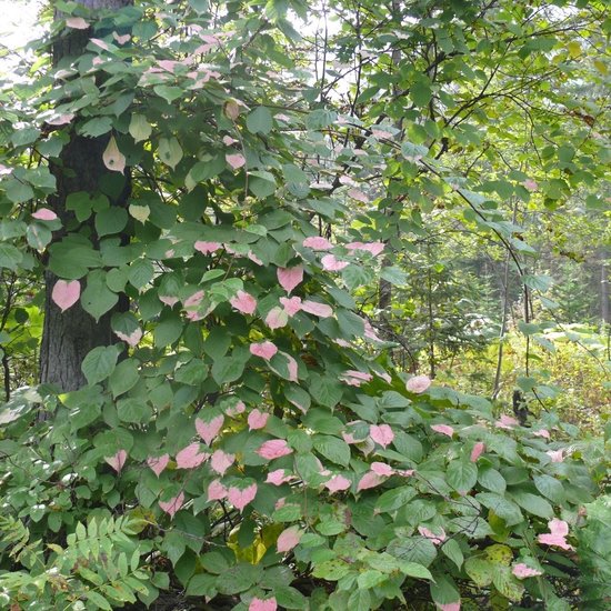 Sibirische Kiwi (Actinidia kolomikta)