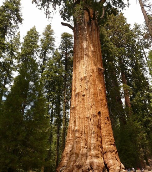 Mammutbaum (Sequoiadendron giganteum)