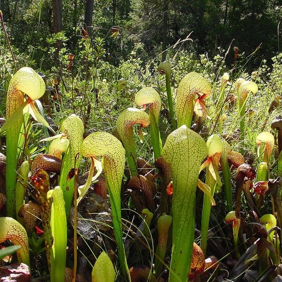 Kobra-Lilie (Darlingtonia californica)