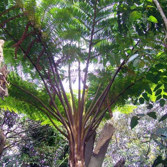 Norfolk-Baumfarn (Cyathea brownii)