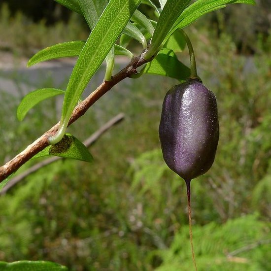 Lila Apfelbeere (Billardiera longiflora)