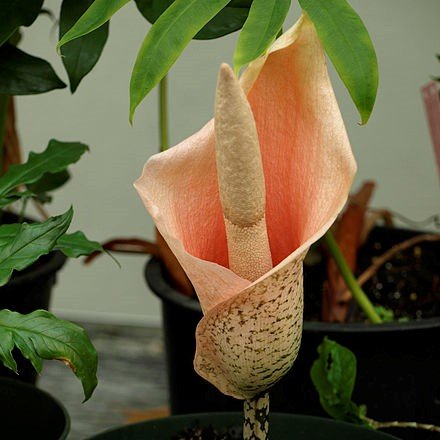 Voodoo-Lilie (Amorphophallus bulbifer)