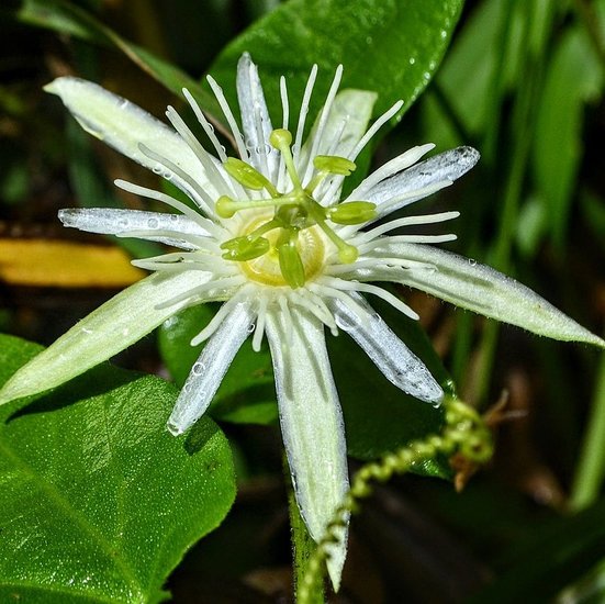 Passionsblume (Passiflora capsularis)