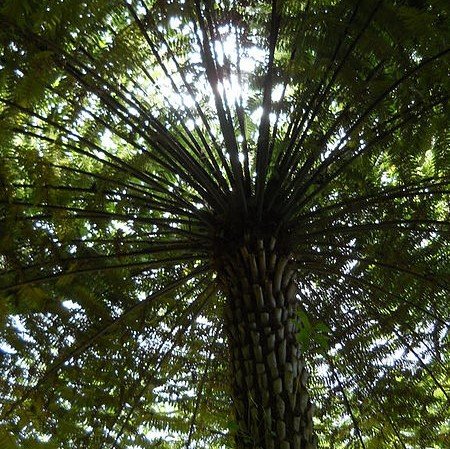Baumfarn (Cyathea australis)