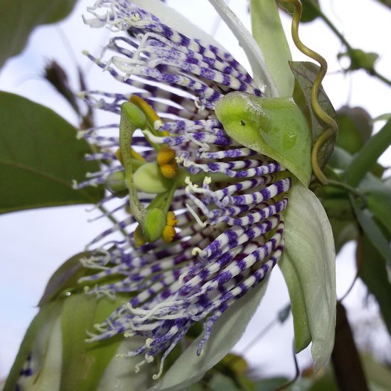 Passionsblume (Passiflora actinia)