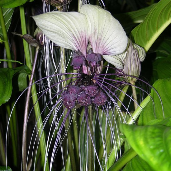 Wei&szlig;e Fledermausblume (Tacca integrifolia)