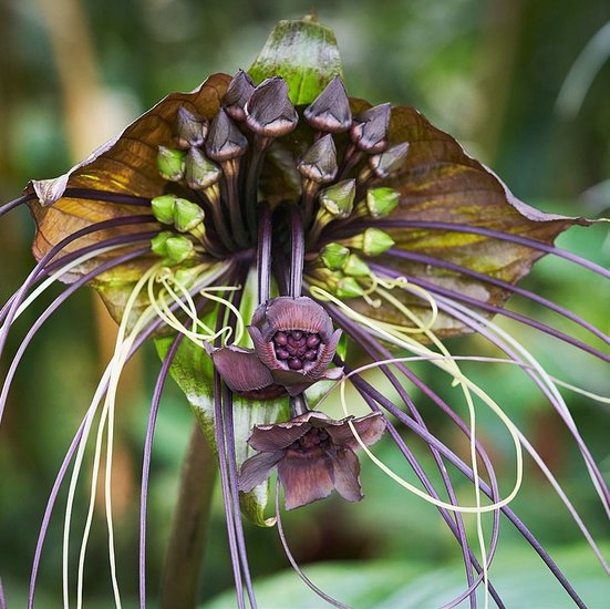 Fledermausblume (Tacca chantrieri)