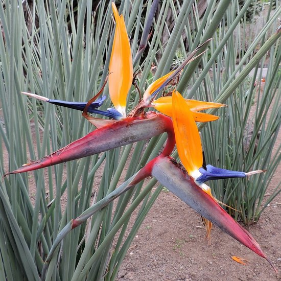 Speerf&ouml;rmige Paradiesvogelblume (Strelitzia juncea)