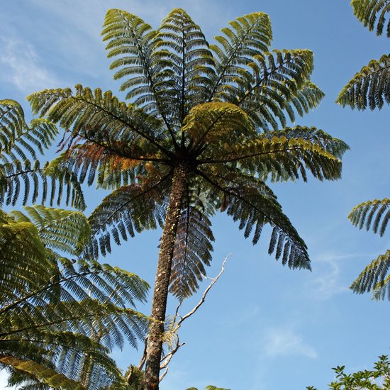 Schwarzer Baumfarn (Cyathea medullaris)