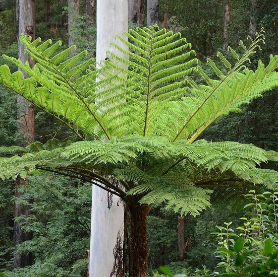 Australischer Baumfarn (Cyathea cooperi)