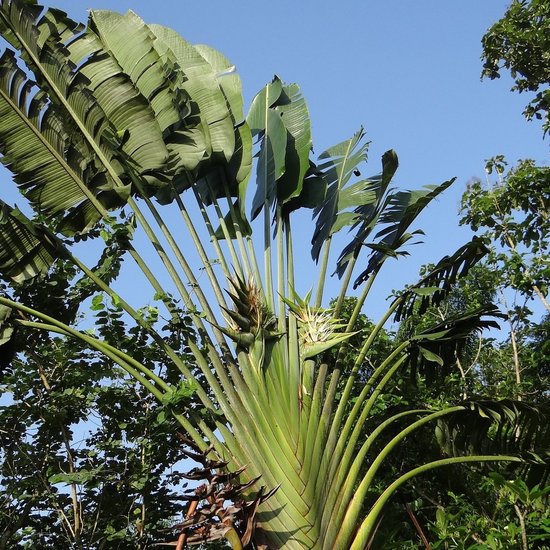 Reisendenbaum (Ravenala madagascariensis)