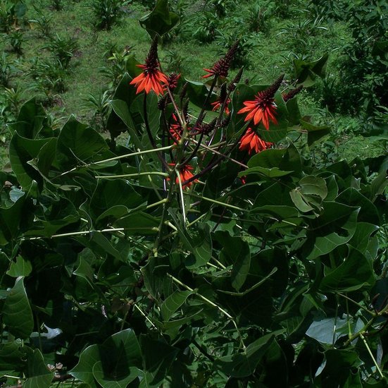 Korallenstrauch (Erythrina arborescens)