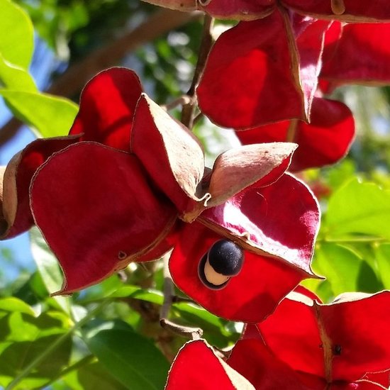 Schwarzer Perlenbaum (Majidea zanguebarica)