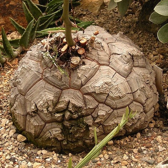 Schildkr&ouml;tenpflanze (Dioscorea elephantipes)