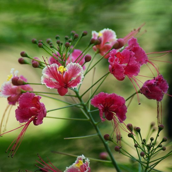 Rosa Pfauenblume (Caesalpinia pulcherrima 'Rosea')