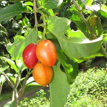 Erdnussbaum (Bunchosia argentea)