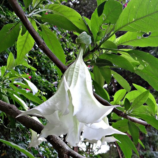 Engelstrompete (Brugmansia arborea)
