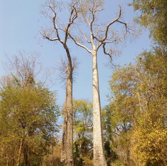 Madagaskar Affenbrotbaum (Adansonia madagascariensis)