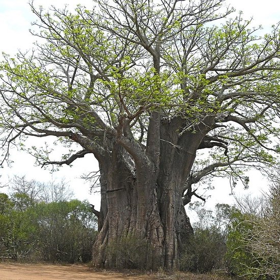 Afrikanischer Affenbrotbaum (Adansonia digitata)