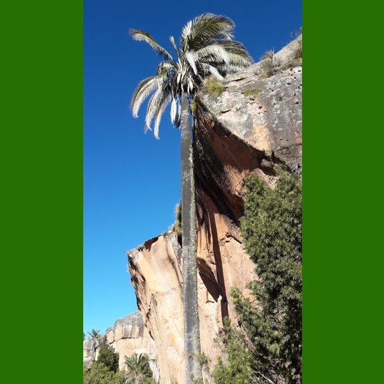 Bolivianische Bergkokosnuss (Parajubaea torallyi var. microcarpa)