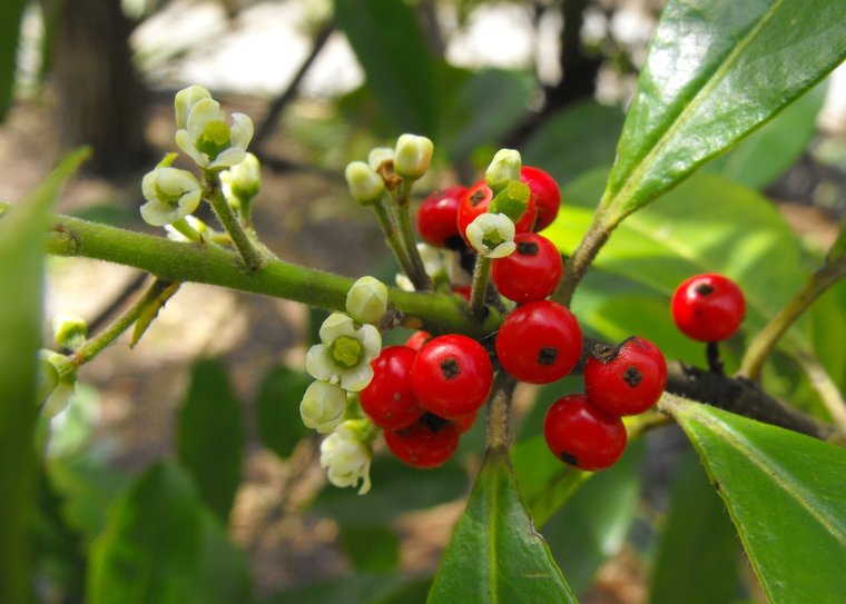 Mate (Ilex paraguariensis)