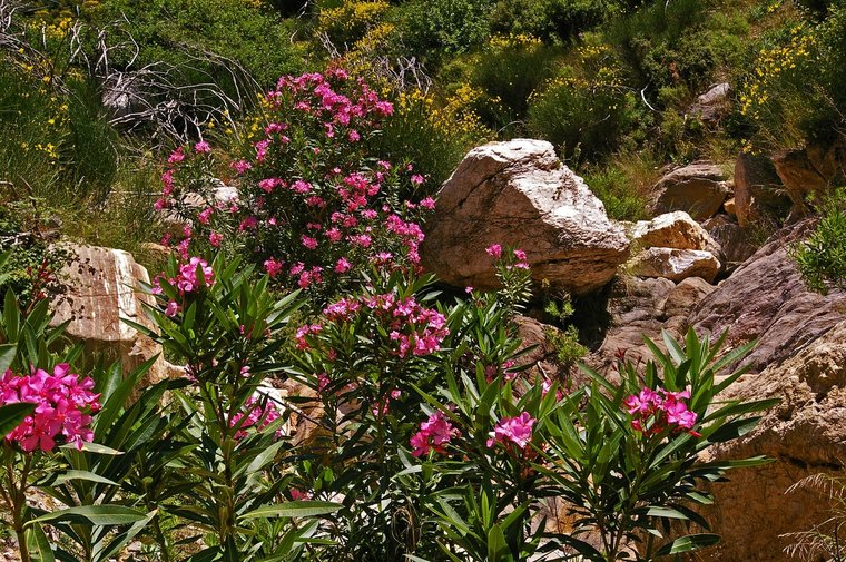 Oleander (Nerium oleander)