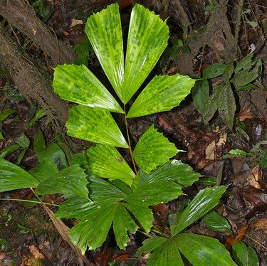 Fischschwanzpalme (Caryota mitis)