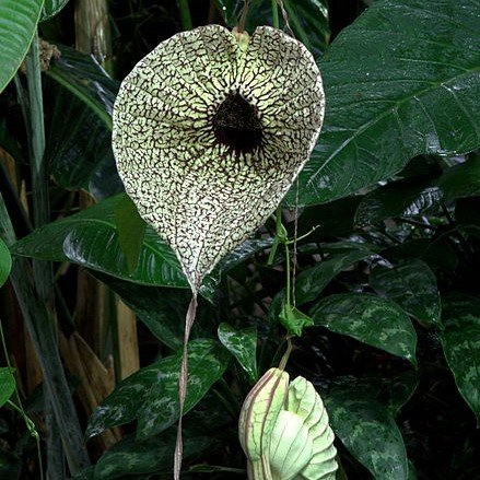 Pelik&auml;nblume (Aristolochia grandiflora)