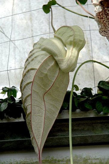 Pelik&auml;nblume (Aristolochia grandiflora)