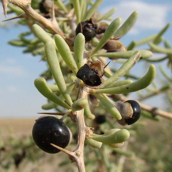 Schwarze Goji-Beere (Lycium ruthenicum)
