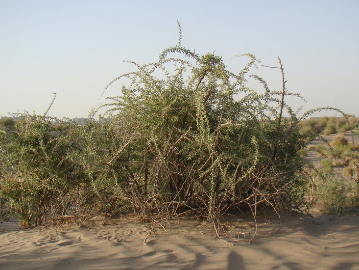 Schwarze Goji-Beere (Lycium ruthenicum)