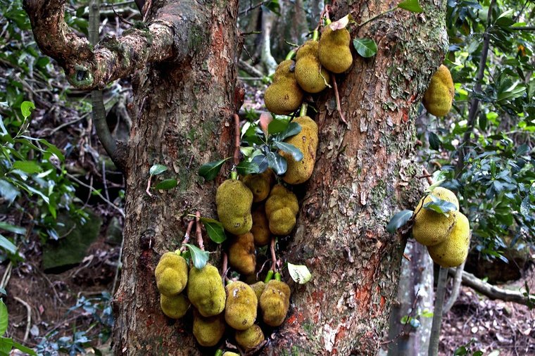 Jackfrucht (Artocarpus heterophyllus)