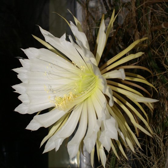 K&ouml;nigin der Nacht (Selenicereus grandiflorus)