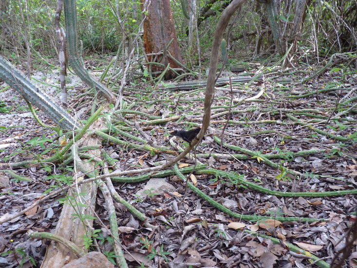 K&ouml;nigin der Nacht (Selenicereus grandiflorus)