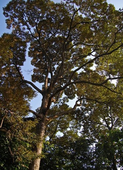 Durian (Durio zibethinus)