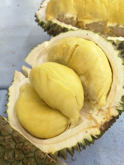 Durian (Durio zibethinus)