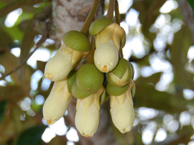 Durian (Durio zibethinus)