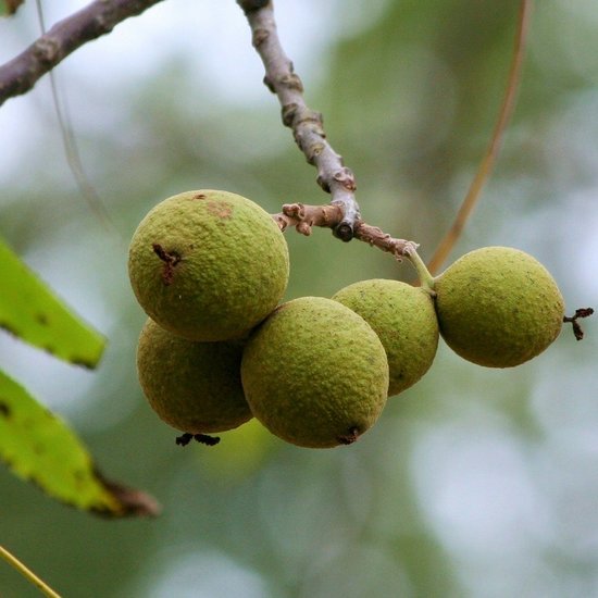 Schwarze Walnuss (Juglans nigra)