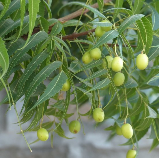 Neem (Azadirachta indica)