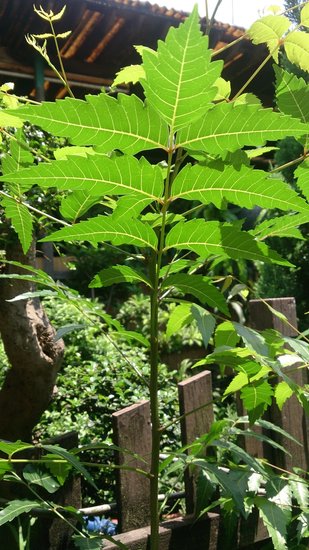 Neem (Azadirachta indica)